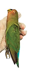 Strohaker 2nd domestication